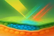 chameleon skin layers